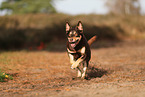 Australian Kelpie