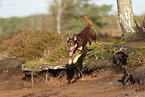 Australian Kelpie