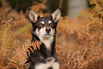 Australian Kelpie