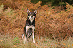 Australian Kelpie