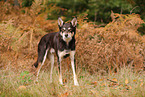 Australian Kelpie