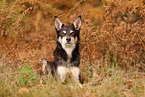 Australian Kelpie