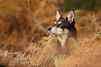 Australian Kelpie