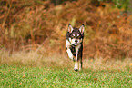 Australian Kelpie