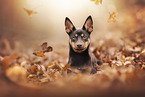 Australian Kelpie Welpe