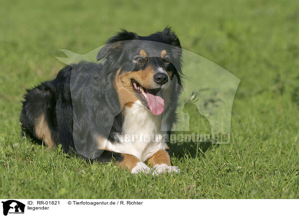liegender / lying Australian Shepherd / RR-01821