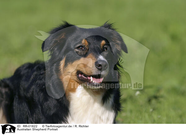 Australian Shepherd Portrait / Australian Shepherd Portrait / RR-01822