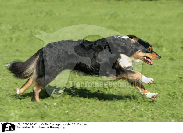 Australian Shepherd in Bewegung / in action / RR-01832