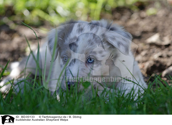 buddelnder Australian Shepherd Welpe / diggling australian shepherd puppy / BD-00133