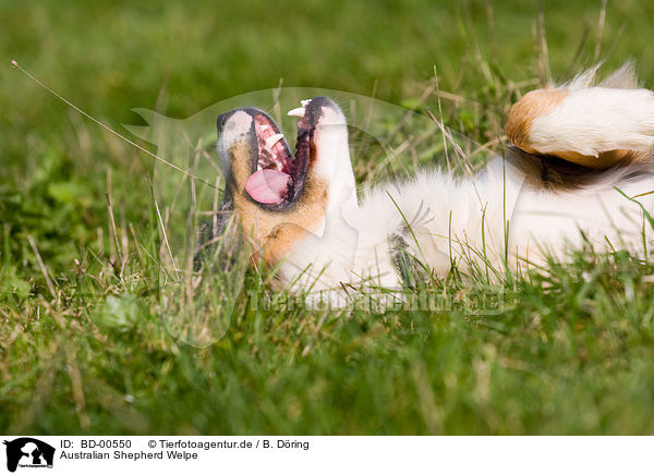 Australian Shepherd Welpe / Australian Shepherd pup / BD-00550