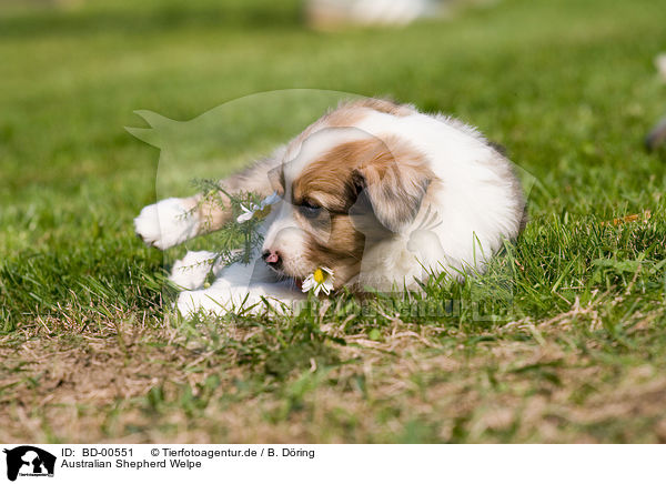 Australian Shepherd Welpe / BD-00551