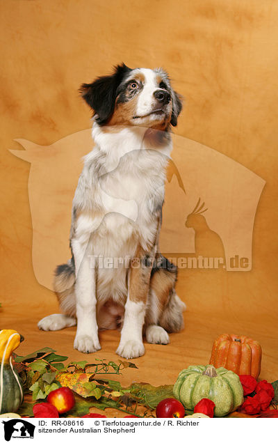 sitzender Australian Shepherd / sitting Australian Shepherd / RR-08616