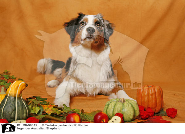 liegender Australian Shepherd / lying Australian Shepherd / RR-08619