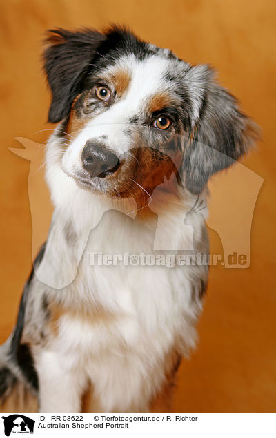 Australian Shepherd Portrait / Australian Shepherd Portrait / RR-08622