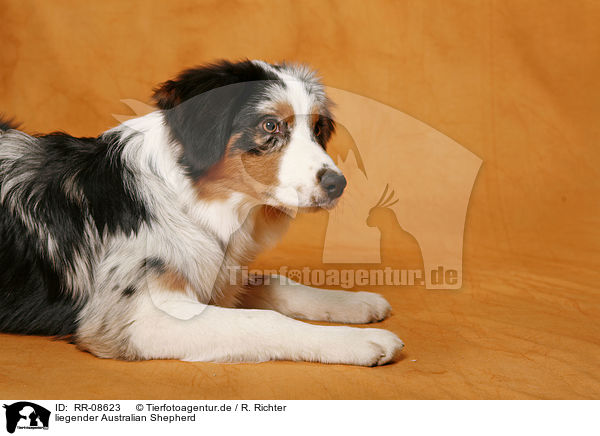 liegender Australian Shepherd / lying Australian Shepherd / RR-08623