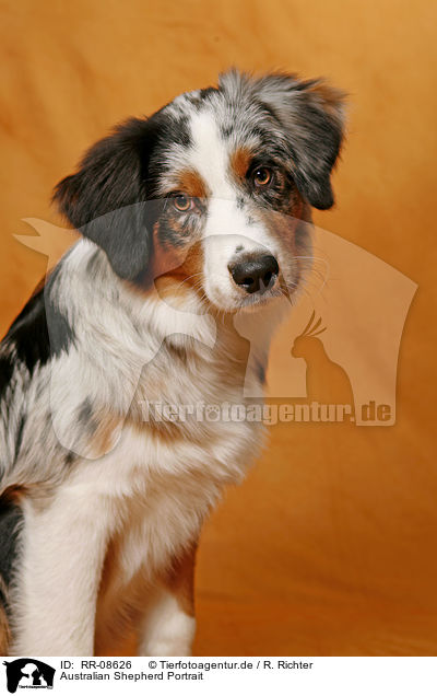 Australian Shepherd Portrait / Australian Shepherd Portrait / RR-08626