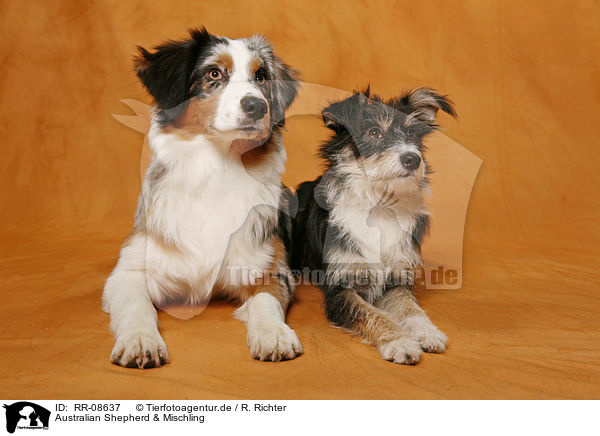 Australian Shepherd & Mischling / Australian Shepherd & Mongrel / RR-08637