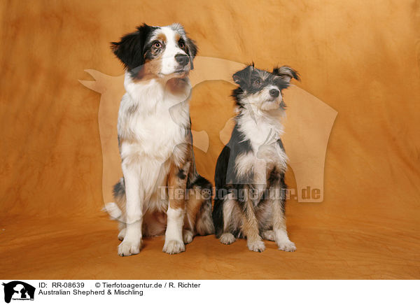 Australian Shepherd & Mischling / Australian Shepherd & Mongrel / RR-08639