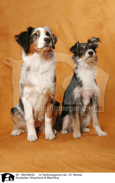 Australian Shepherd & Mischling / Australian Shepherd & Mongrel / RR-08640