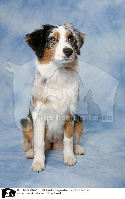 sitzender Australian Shepherd / sitting Australian Shepherd / RR-08641