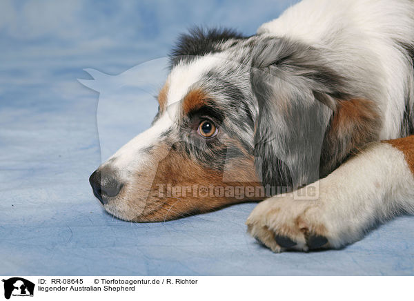 liegender Australian Shepherd / lying Australian Shepherd / RR-08645