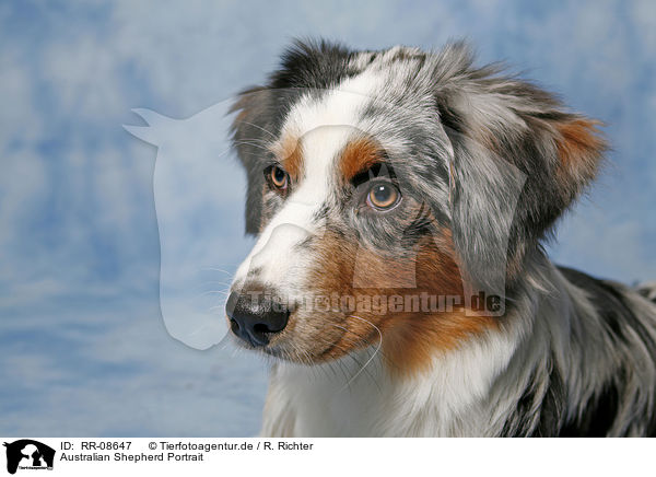 Australian Shepherd Portrait / Australian Shepherd Portrait / RR-08647