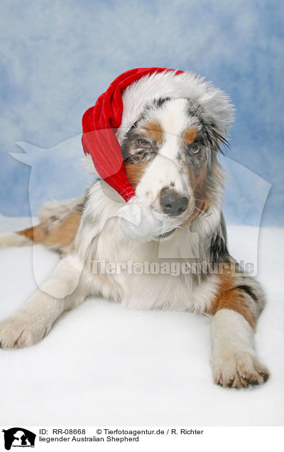 liegender Australian Shepherd / lying Australian Shepherd / RR-08668