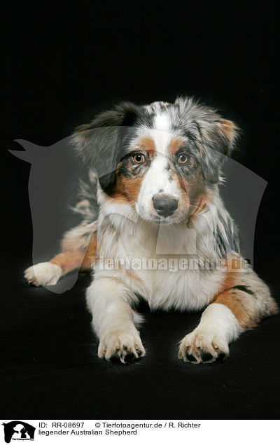 liegender Australian Shepherd / lying Australian Shepherd / RR-08697