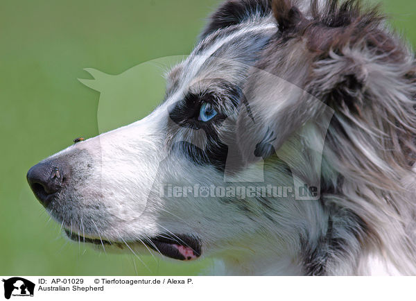 Australian Shepherd / Australian Shepherd / AP-01029