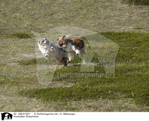 Australian Shepherds / Australian Shepherds / AM-01001