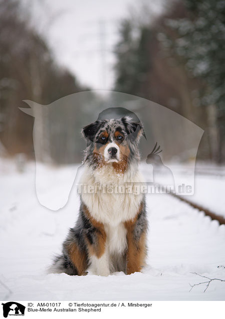 Blue-Merle Australian Shepherd / Blue-Merle Australian Shepherd / AM-01017