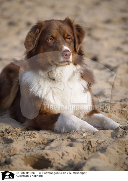 Australian Shepherd / Australian Shepherd / AM-01026