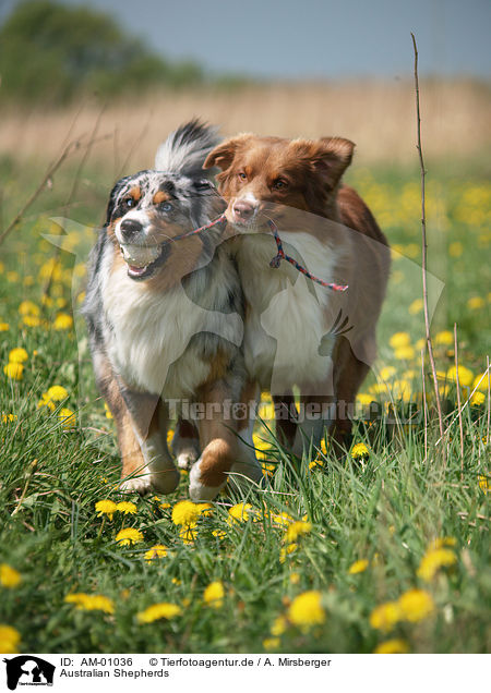 Australian Shepherds / Australian Shepherds / AM-01036