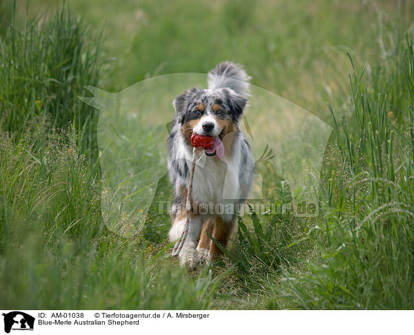 Blue-Merle Australian Shepherd / Blue-Merle Australian Shepherd / AM-01038