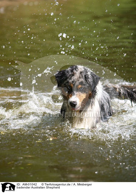 badender Australian Shepherd / bathing Australian Shepherd / AM-01042