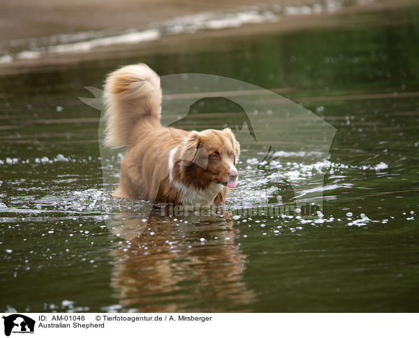 Australian Shepherd / Australian Shepherd / AM-01046