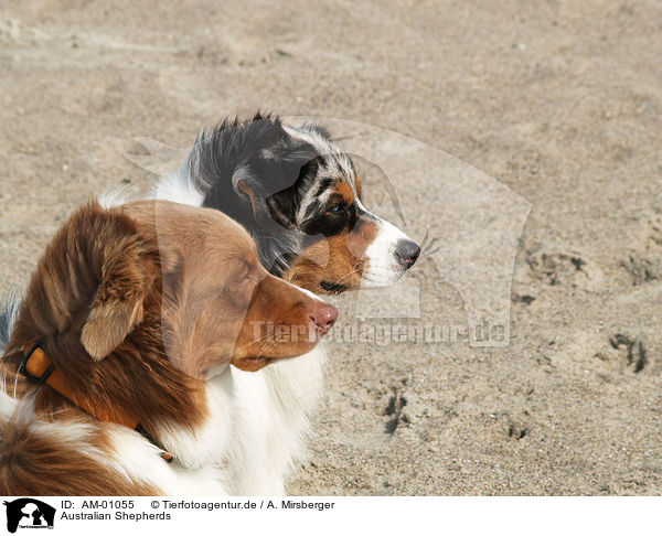 Australian Shepherds / Australian Shepherds / AM-01055