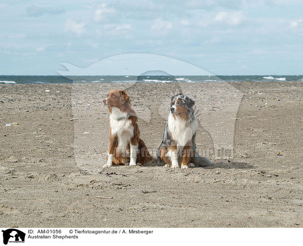 Australian Shepherds / Australian Shepherds / AM-01056