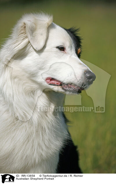Australian Shepherd Portrait / Australian Shepherd Portrait / RR-13858