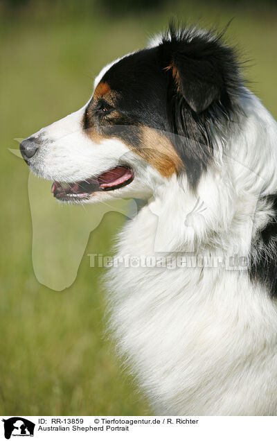 Australian Shepherd Portrait / Australian Shepherd Portrait / RR-13859