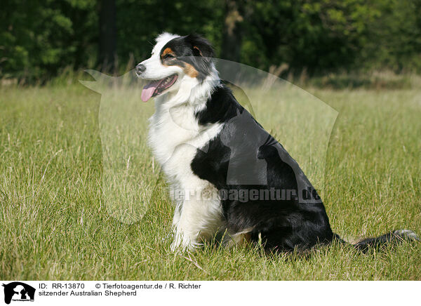 sitzender Australian Shepherd / sitting Australian Shepherd / RR-13870