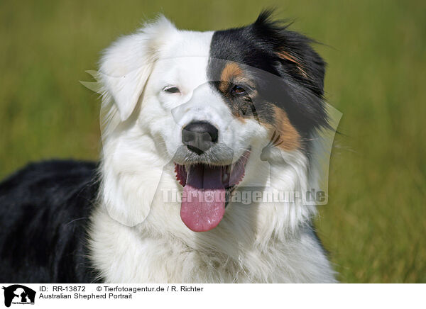 Australian Shepherd Portrait / Australian Shepherd Portrait / RR-13872