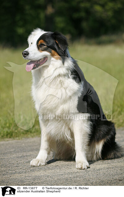 sitzender Australian Shepherd / sitting Australian Shepherd / RR-13877