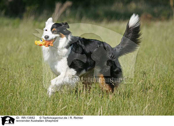 rennender Australian Shepherd / running Australian Shepherd / RR-13882