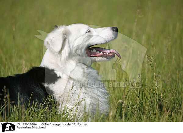 Australian Shepherd / Australian Shepherd / RR-13884