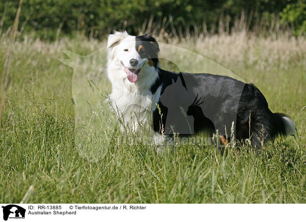 Australian Shepherd / Australian Shepherd / RR-13885