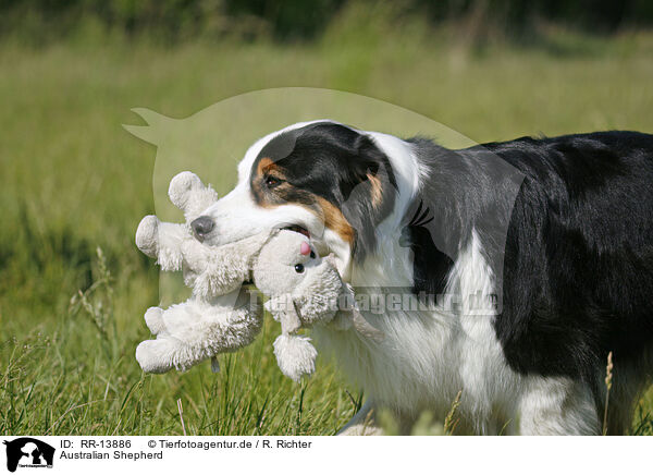 Australian Shepherd / Australian Shepherd / RR-13886