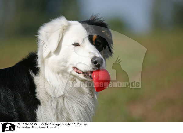 Australian Shepherd Portrait / Australian Shepherd Portrait / RR-13893