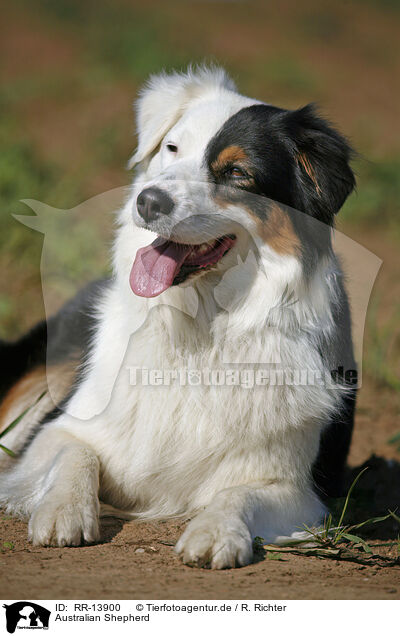 Australian Shepherd / Australian Shepherd / RR-13900
