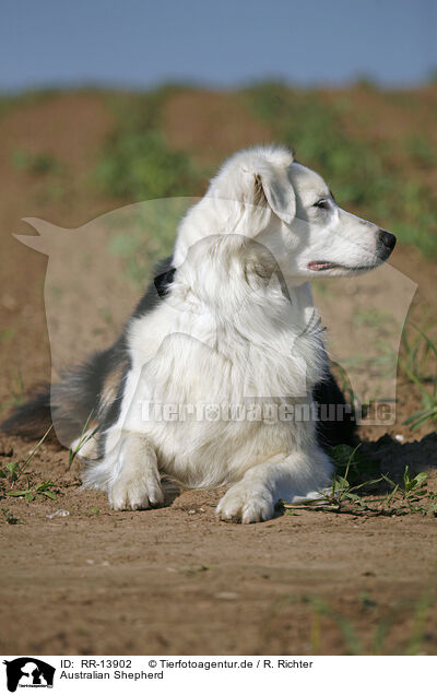 Australian Shepherd / Australian Shepherd / RR-13902
